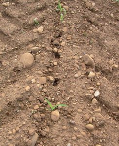Ataques de córvidos. Foto: ARVALIS Institut du Végéta