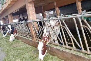 De novembro a marzo as vacas están estabuladas