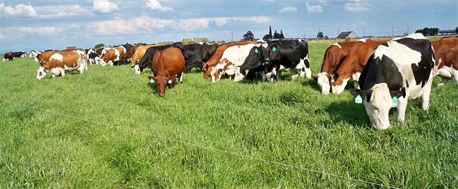 Rabaño de vacas Procross