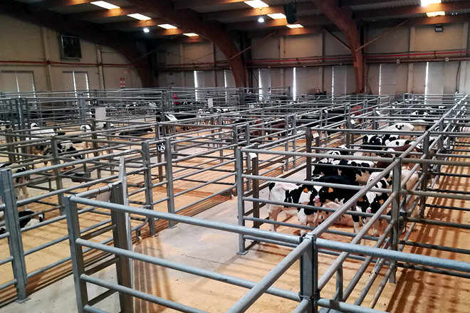Becerros distribuidos en lotes hoxe en en Silleda, que minimizou a presenza de operarios e tratantes 