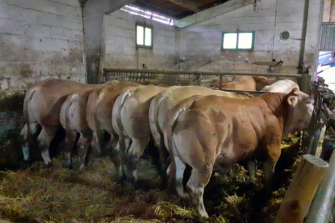 Os xatos marcados de Ternera Gallega&nbsp;de menos de 250 quilos e con boa morfoloxía estanse pagando a 4,10€