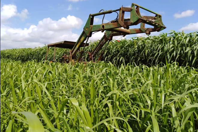SIAMBASA DELAGRO PRESENTACION