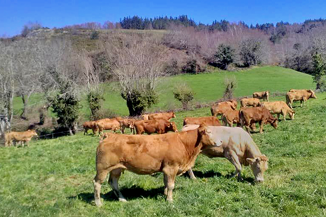 ganderia Rubio Martinez SC (Lancara)