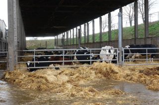 Cuberto exterior ao que poden acceder as vacas en produción.