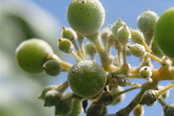 Ampliacion detalle oidio en uva albariña. Foto: Estación de Areeiro