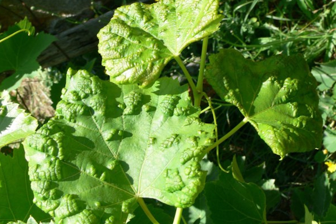 Síntomas de erinosis de verano en variedad tinta. Foto: Estación Fitopatolóxica de Areeiro