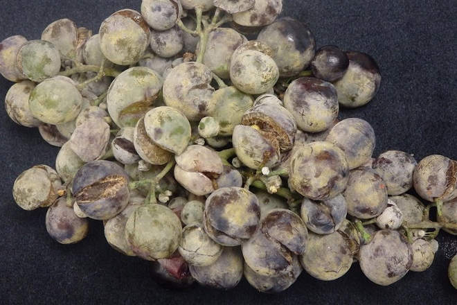 Mostra de Moscatel con oidio. Foto: Estación Fitopatolóxica de Areeiro