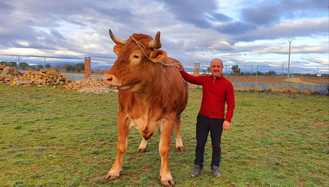 Buey-me las-grande-de-Galicia-y-Portugal-raza-minhota--Mario-Nogueira-