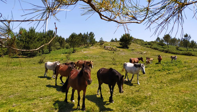 Cabalos-CMV-Baronha-