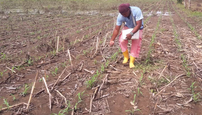 Cultivo-do-millo-en-Colombia-