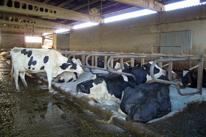 Ganderia Casa Gabino (Friol) cubiculos