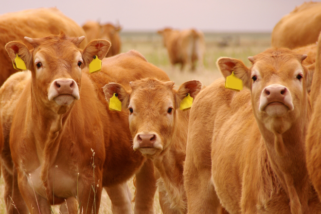Young blonde Anquitaine cows