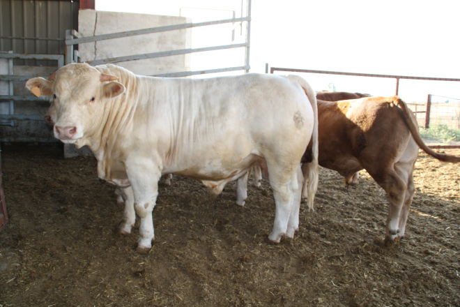 KOVITAL De Heus 2 touro becerros rubia