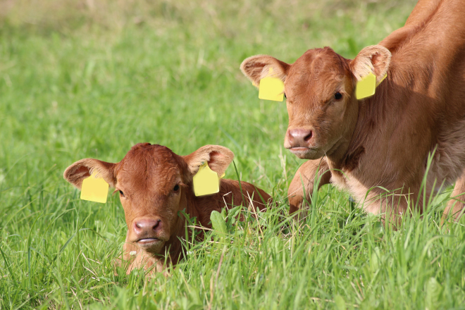 Zwei süße Kälbe auf einer grünen Wiese, Frühlingsmotiv