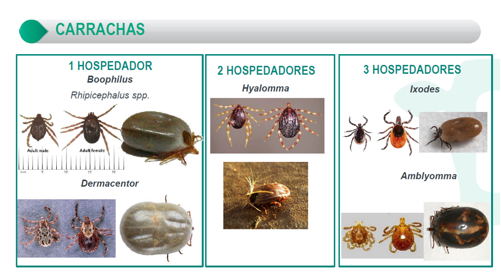 MSD MOSCAS E CARRACHAS 1