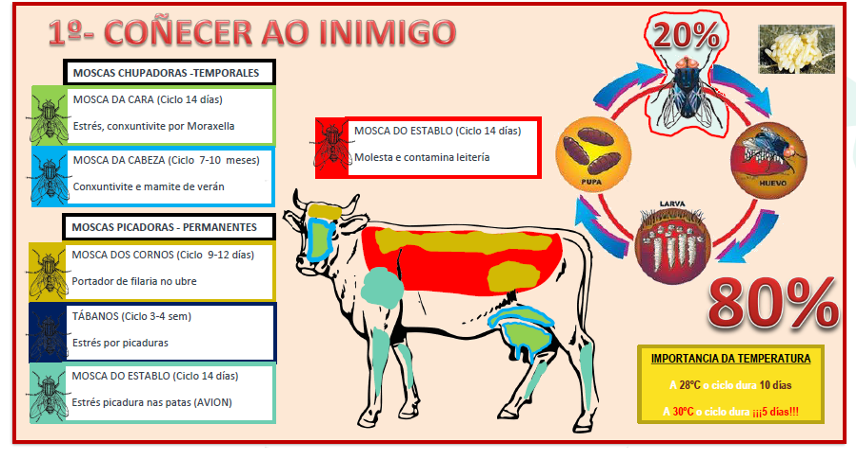 MSD MOSCAS E CARRACHAS 3