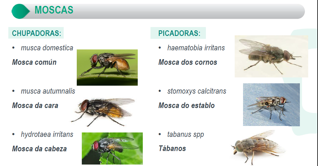 MSD MOSCAS E CARRACHAS 5