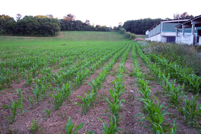 Plantación de millo a carón da explotación