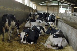 Zona de posparto con cama libre de palla, sen cubículos, e capacidade para 28 animais