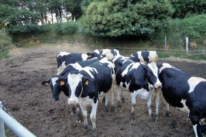 As vacas secas e as xovencas preñadas dispoñen dun patio para poderen saír libremente ao exterior