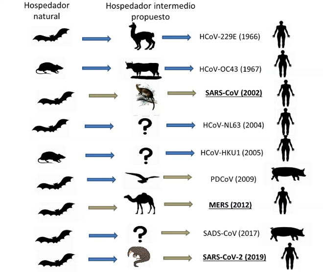 Transmisión de distintos tipos de coronavirus a humanos e animais nos últimos anos.