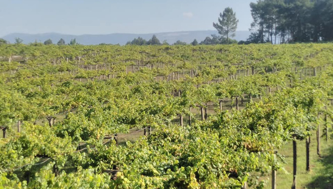 Vides-Adega-Corisca-