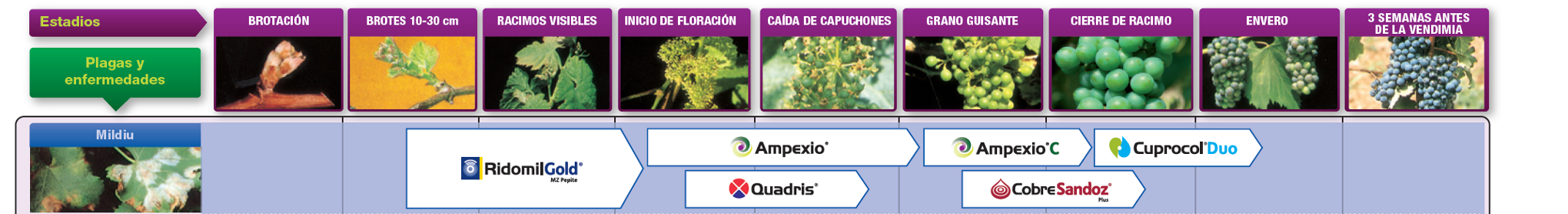 ampexio 4