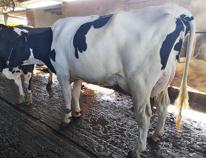 vaca producion2 Ganderia Casa Gabino (Friol)
