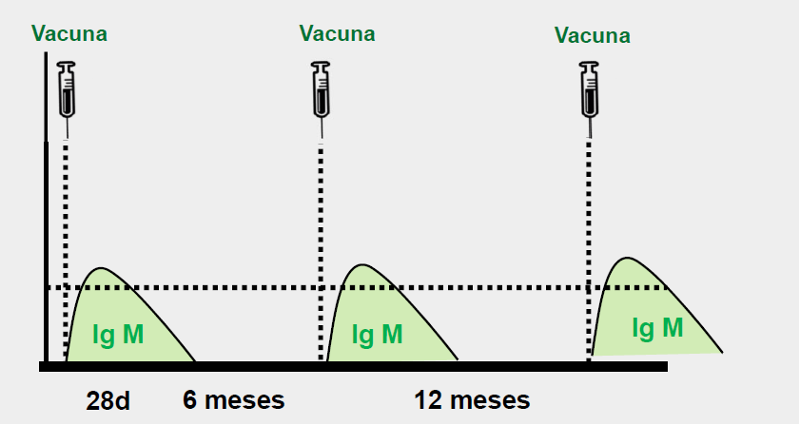 vacina efa fonteboa msd 5