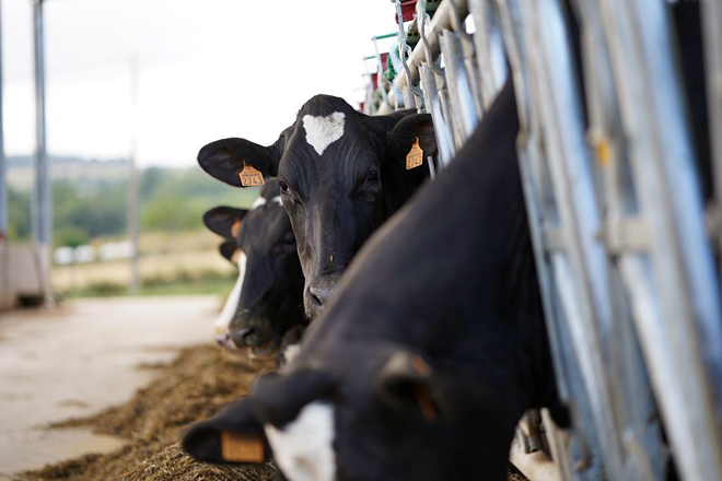 Ganaderia Xuiz racion vacas producion
