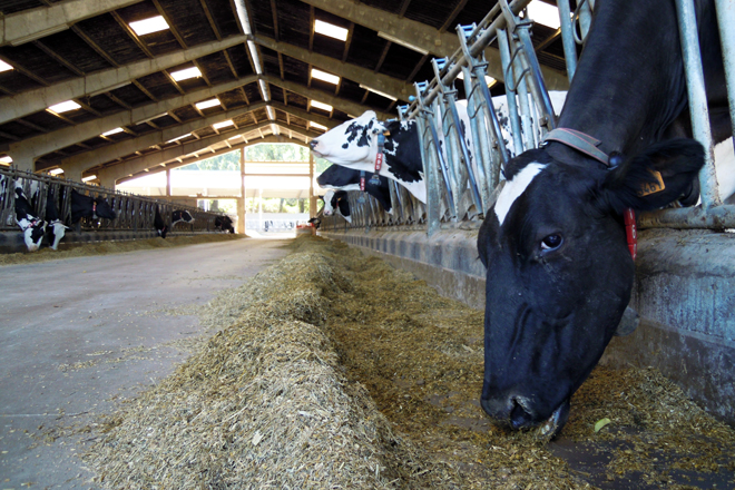 Vacas en produción na gandería Lebón SC de Samos, que emprega a mestura húmida de Aira