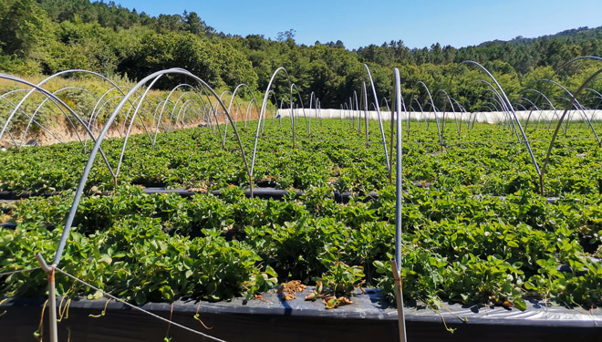 SAT-Rio-Ulla-plantacion-amorodo-
