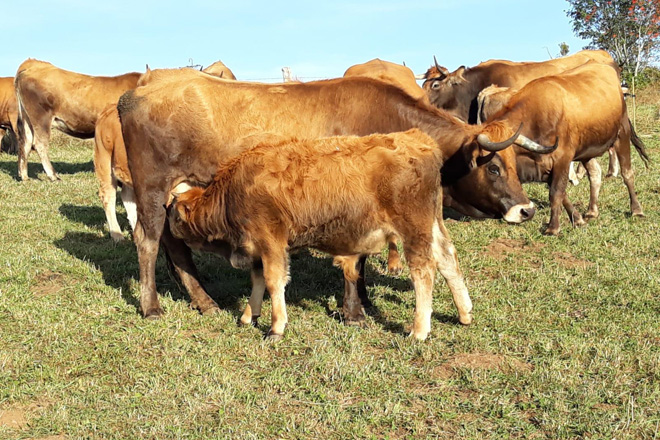 Os becerros maman na nai até os 7 ou 8 meses. Despois remátanse con cereal e herba seca