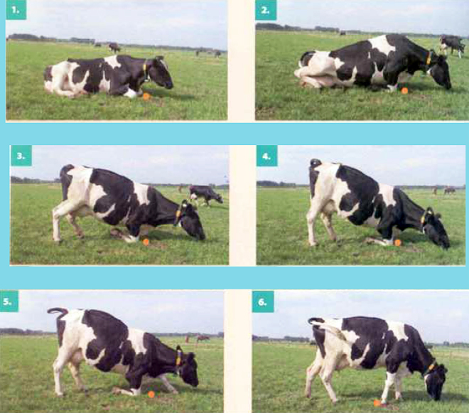 movementos vaca levantandose