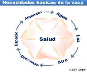 necesidades basicas de la vaca