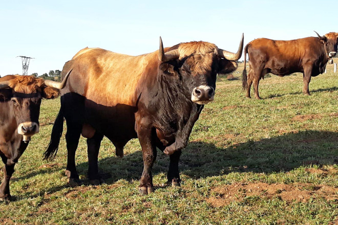 Navarro, un dos tres sementais da gandería. Está cada un co seu lote e móvense coas vacas de finca en finca