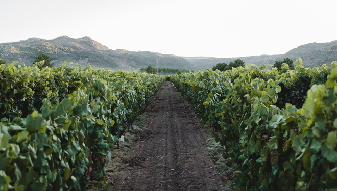 Adega-Valderello-vide-