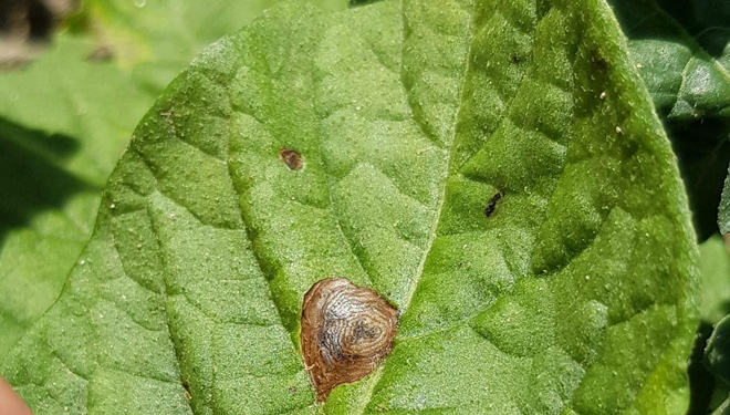 Danos por alternaria nunha folla de pataca. // Foto L. Meno.