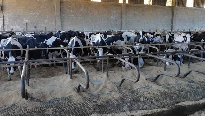 Las vacas en producción las tienen en camas de cascarilla de arroz por la comodidad y limpieza de los animales, así como para evitar atascos en el pozo del purín.