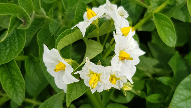 Flor-Pataca-Kennebec-