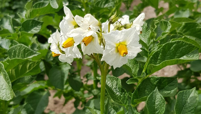 Flor-pataca-fontane-