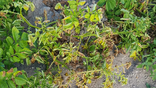 Plantas-de-pataca-afectas-por-seca-