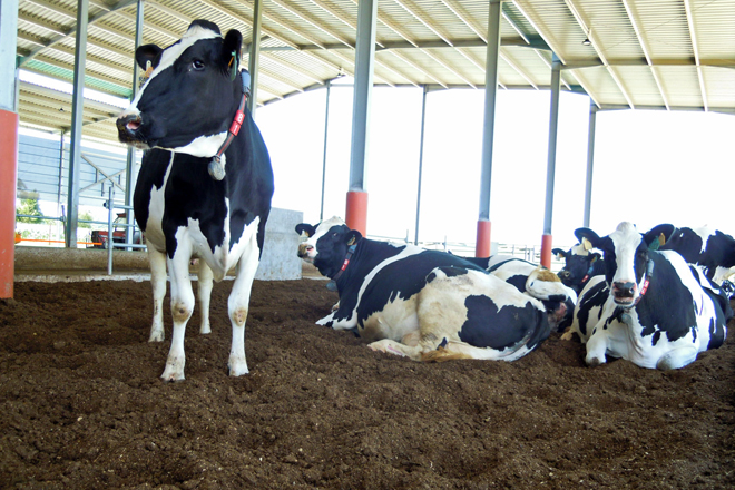 Fresan dúas veces ao día o compost para airealo e no inverno engádenlle carbonato