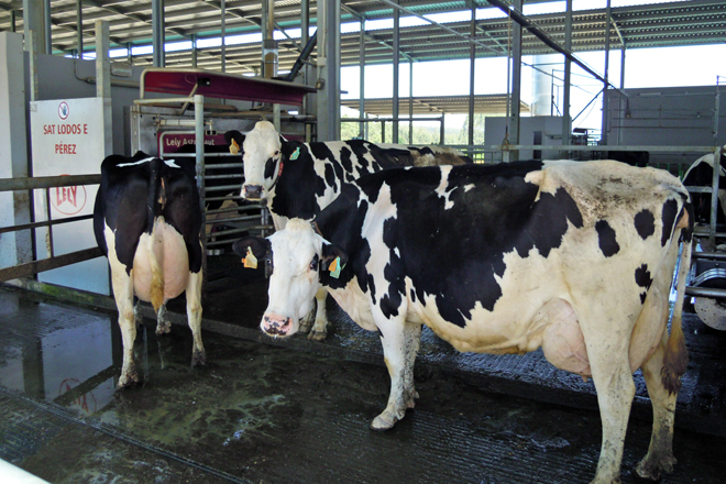 Vacas da explotación agardando para entrar no robot de muxido