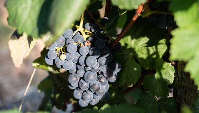 Uvas-inicio-vendima-Ribeira-Sacra-
