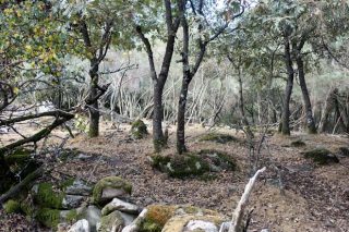 Los animales mantienen el monte limpio bajo el arbolado.