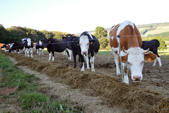 As xovencas e as vacas secas están sempre fóra