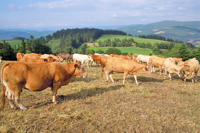 As vacas da explotación de José Manuel en Córneas (Baleira)
