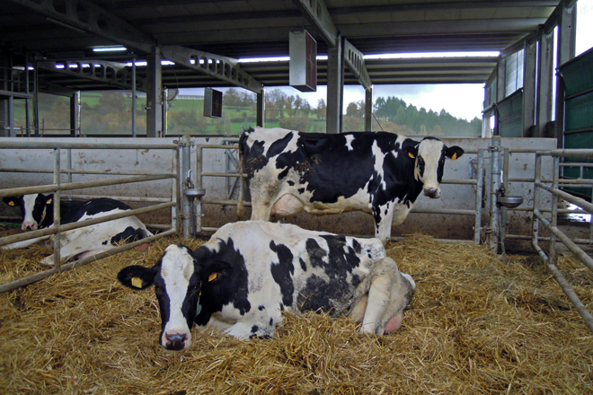 Vacas na parideira da explotación