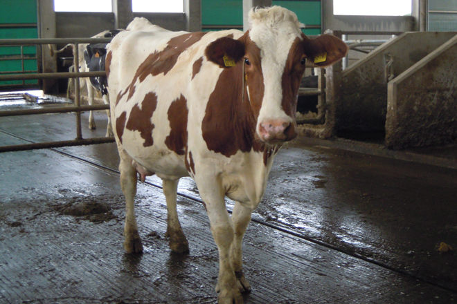 Ganderia Tio Ramon (Lancara) red holstein